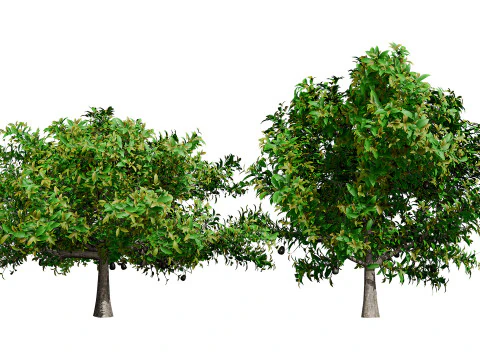 Abacate realista Modelo 3D