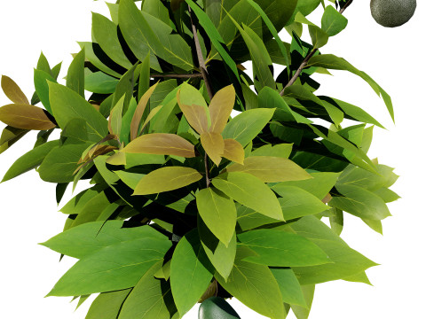 Realistic Avocado Tree Model 3D