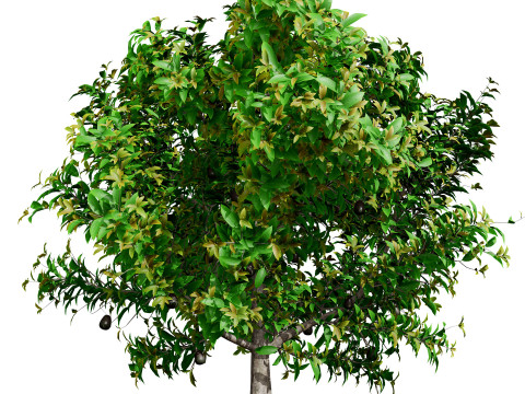 Realistic Avocado Tree Model 3D