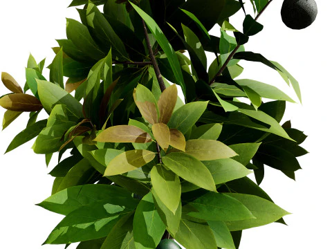 Abacate realista Modelo 3D
