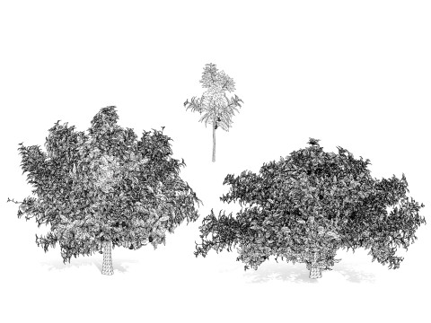 Realistic Avocado Tree Model 3D