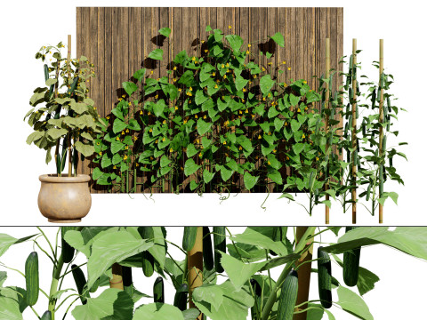 Cucumber Plant Bundle Modello 3D