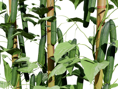 Cucumber Plant Bundle Model 3D