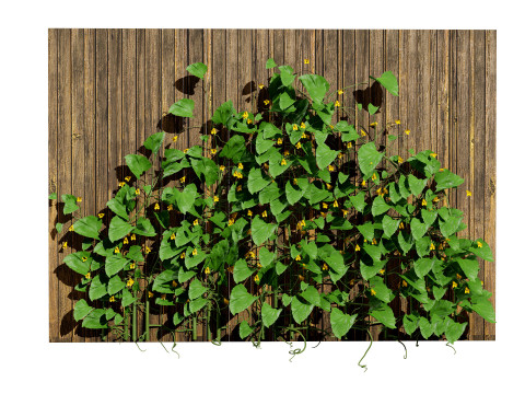 Cucumber Plant Bundle Model 3D