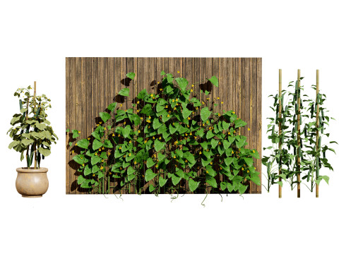 Cucumber Plant Bundle Model 3D