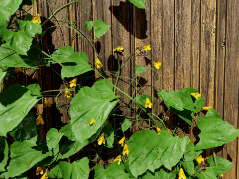 Cucumber Plant Bundle Model 3D