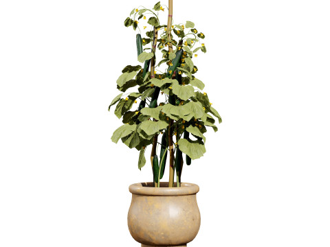 Cucumber Plant Bundle Model 3D