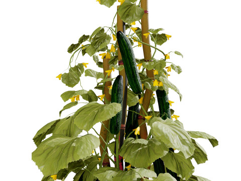 Cucumber Plant Bundle Model 3D