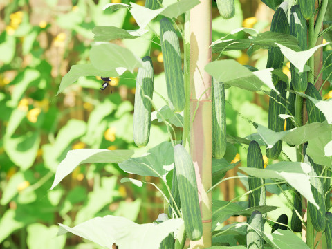Cucumber Plant Bundle Model 3D