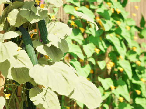 Cucumber Plant Bundle Model 3D