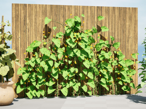 Cucumber Plant Bundle Model 3D