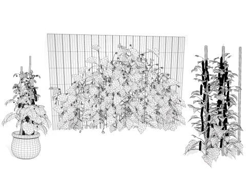 Cucumber Plant Bundle Model 3D