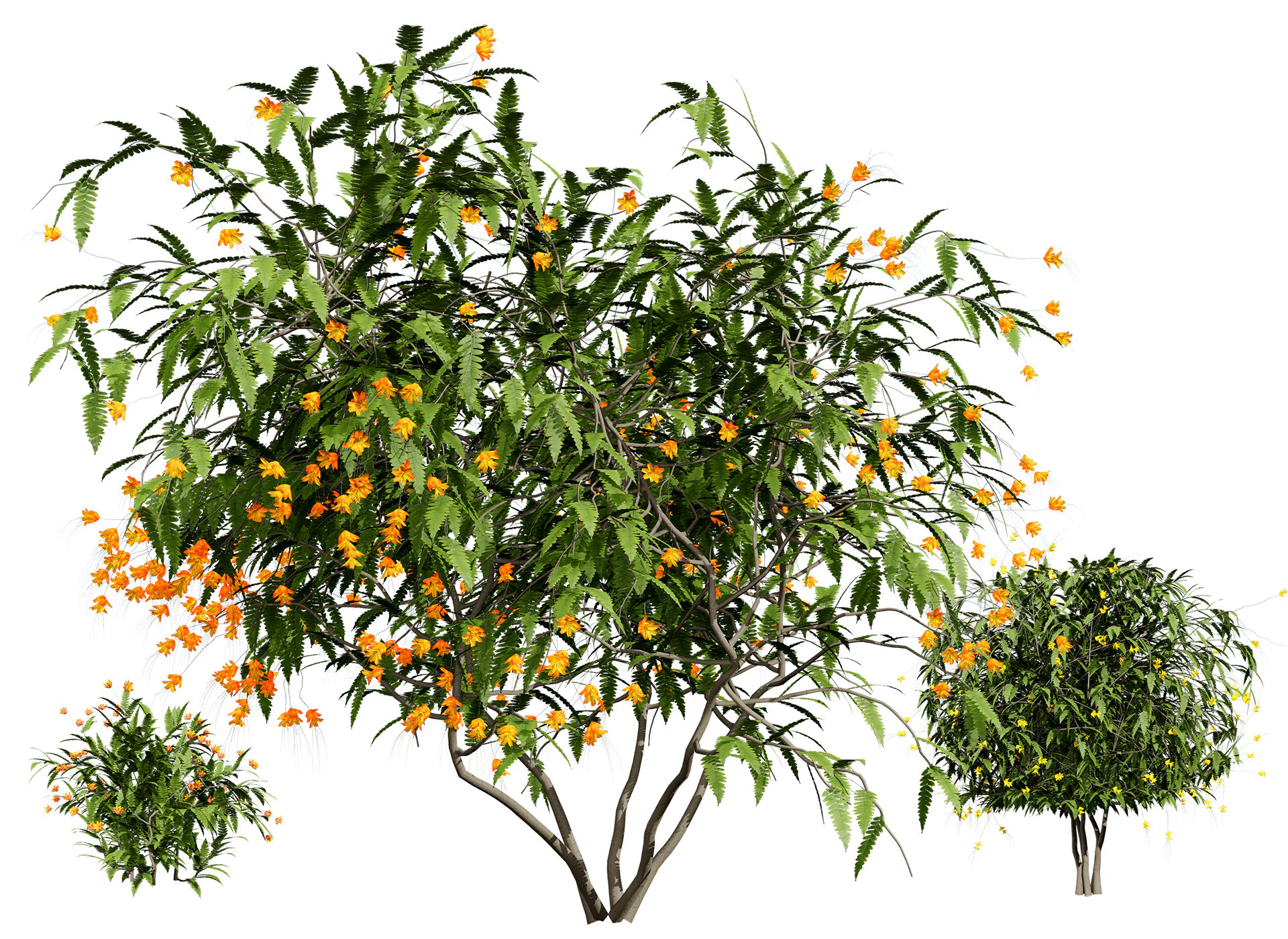 Vibrant Pride of Barbados 3D Plant 3D Model .c4d .max .obj .3ds .fbx .stl .blend 