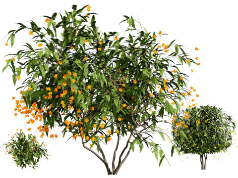 Vibrant Pride of Barbados 3D Plant Modelo 3D