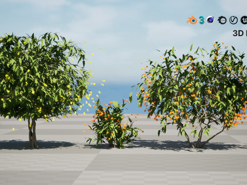 Vibrant Pride of Barbados 3D Plant 3D Model