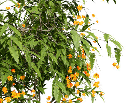 Vibrant Pride of Barbados 3D Plant 3D Model
