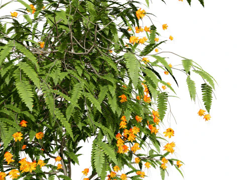 Vibrant Pride of Barbados 3D Plant 3D Model