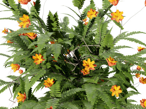 Vibrant Pride of Barbados 3D Plant 3D Model