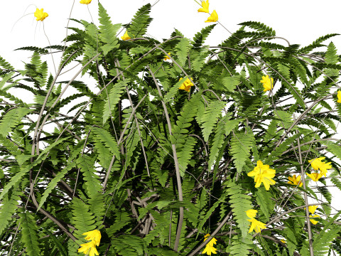 Vibrant Pride of Barbados 3D Plant 3D Model
