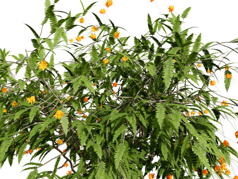 Vibrant Pride of Barbados 3D Plant 3D Model