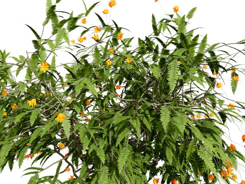 Vibrant Pride of Barbados 3D Plant 3D Model