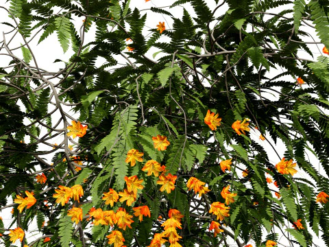 Vibrant Pride of Barbados 3D Plant 3D Model