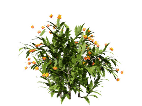 Vibrant Pride of Barbados 3D Plant 3D Model
