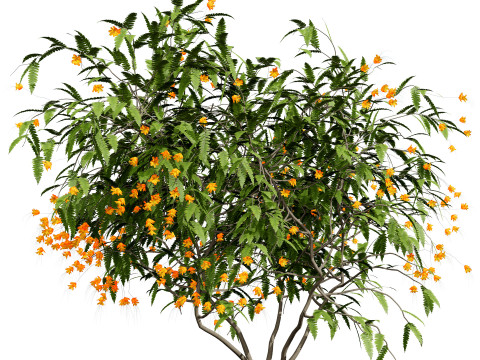 Vibrant Pride of Barbados 3D Plant 3D Model