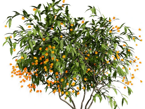 Vibrant Pride of Barbados 3D Plant 3D Model