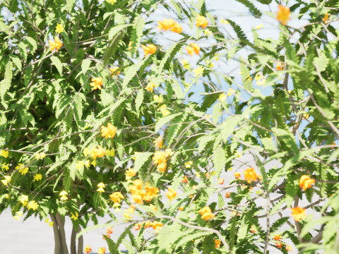 Vibrant Pride of Barbados 3D Plant 3D Model