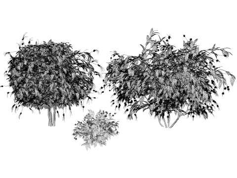 Vibrant Pride of Barbados 3D Plant 3D Model