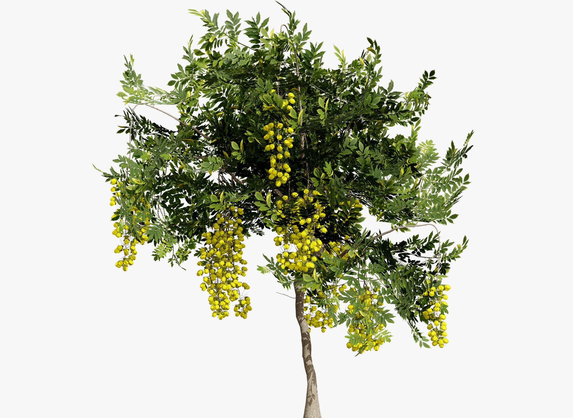 Goldener Duschbaum 3D Modell .c4d .max .obj .3ds .fbx .stl .blend 