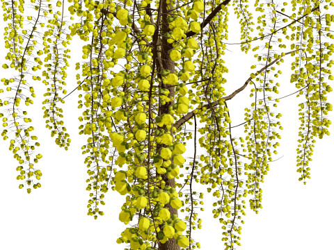 Golden Shower Tree 3D Model
