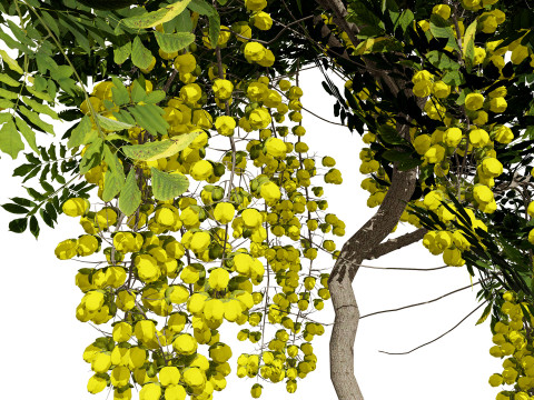Golden Shower Tree 3D Model