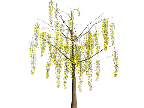 Golden Shower Tree 3D Model