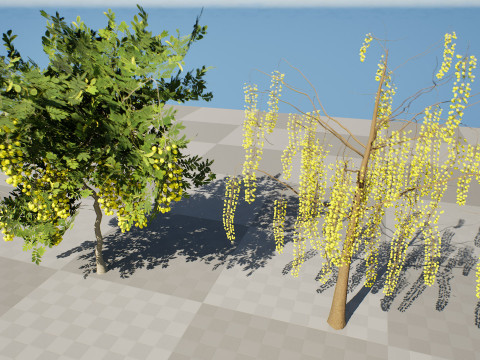 Golden Shower Tree 3D Model