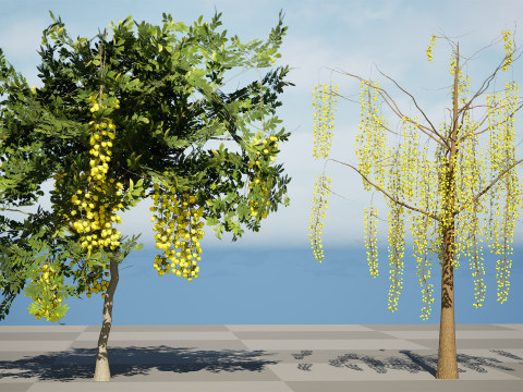 Golden Shower Tree 3D Model