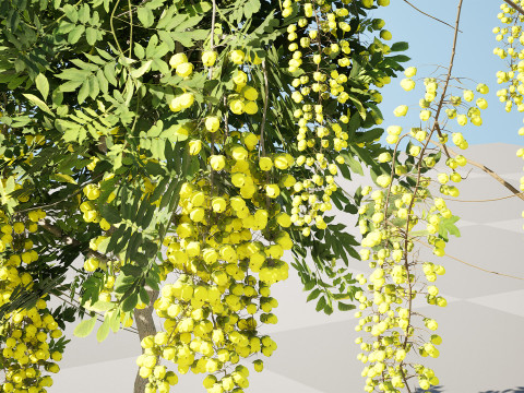 Golden Shower Tree 3D Model