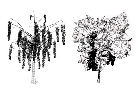 Golden Shower Tree 3D Model
