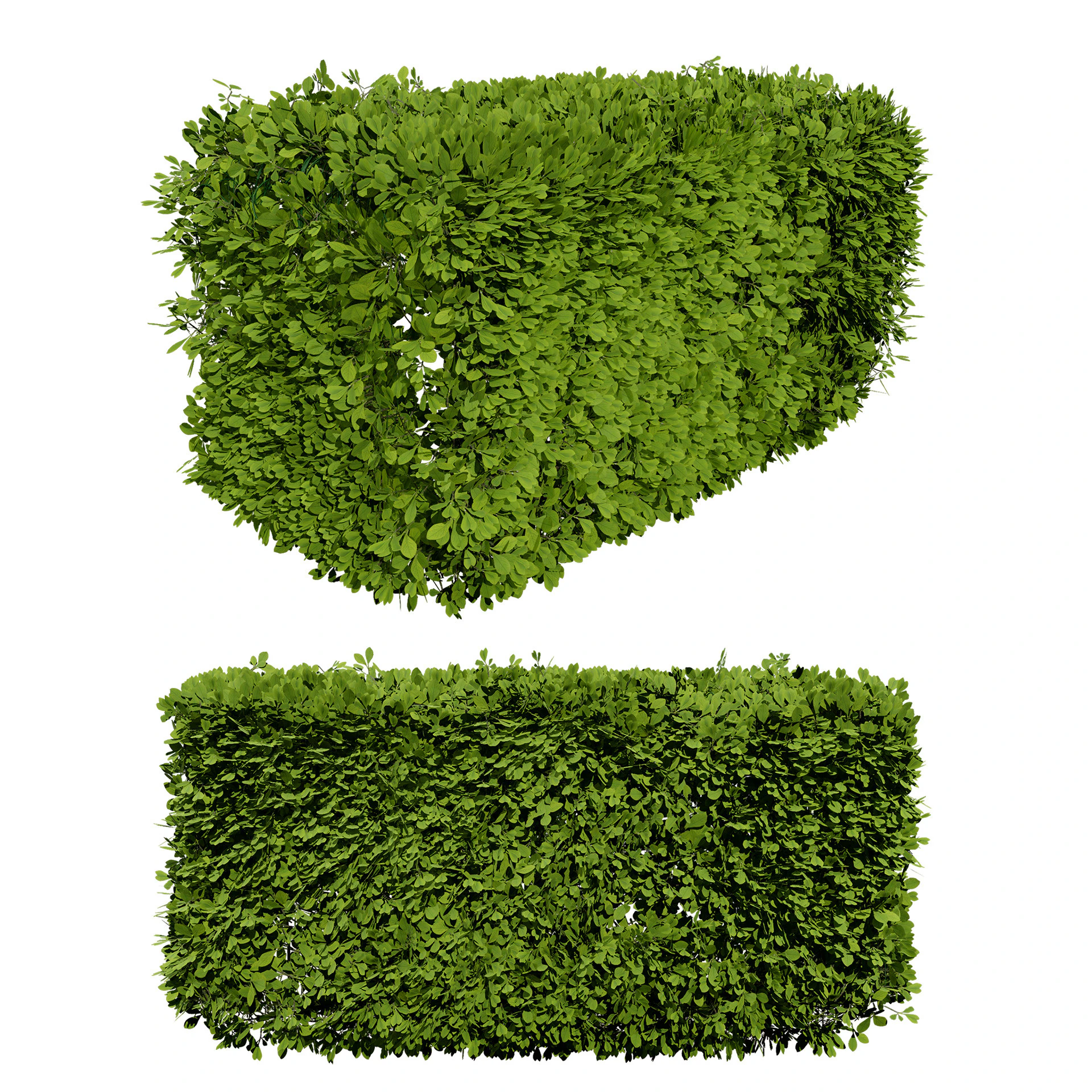 Bush procedurale spazzato dal vento Modello 3D .c4d .max .obj .3ds .fbx .stl .blend