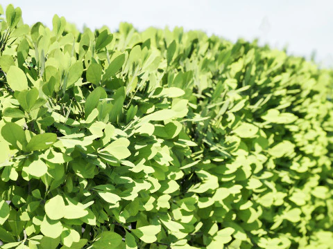 Bush procedurale spazzato dal vento Modello 3D