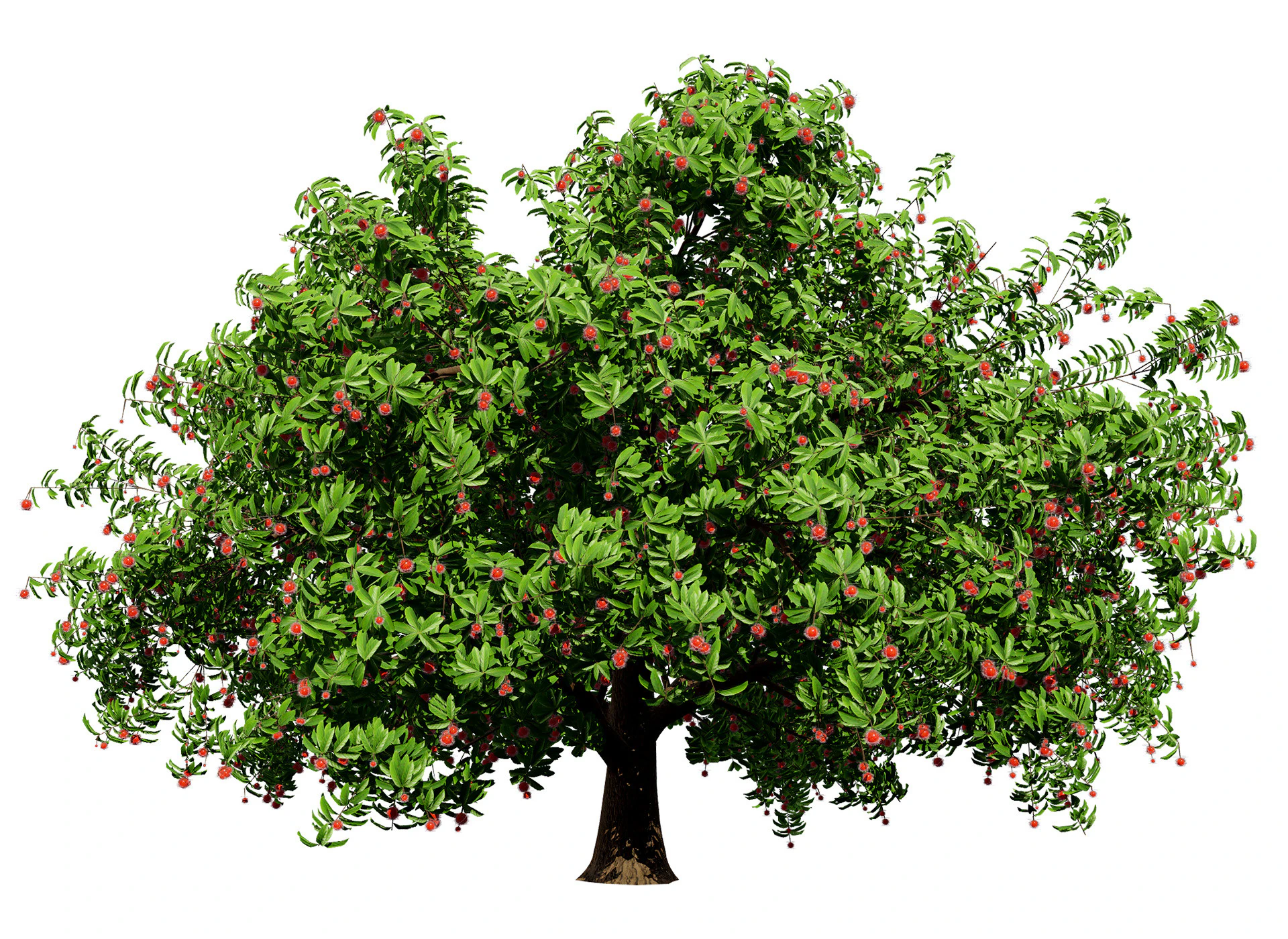 Rambutan Hairy Lychee Tree 3D Model .c4d .max .obj .3ds .fbx .stl .blend 