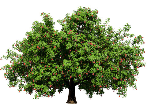 Rambutan Hairy Lychee Tree Modelo 3D