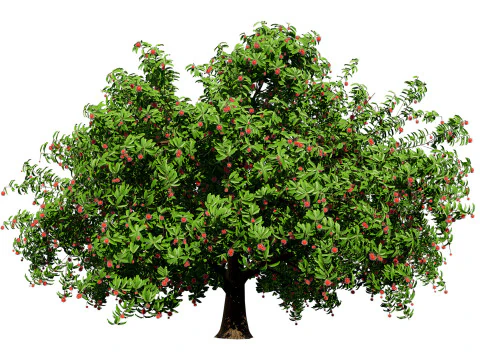 Волохате дерево лічі рамбутан 3D Модель