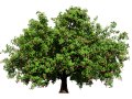 Rambutan Hairy Lychee Tree 3D Model