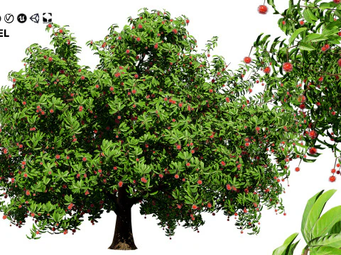 Rambutan Hairy Lychee Tree 3D Model