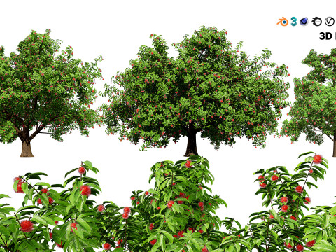 Rambutan Hairy Lychee Tree 3D-Modell
