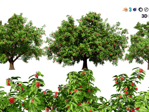 Rambutan Hairy Lychee Tree 3D Model