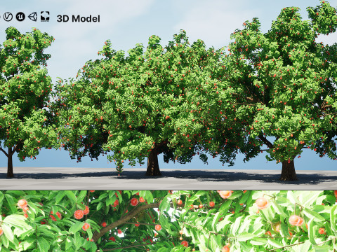 Rambutan Hairy Lychee Tree 3D-Modell