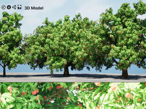 Rambutan Hairy Lychee Tree 3D Model